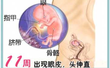 胚胎x染色体单体：特纳氏综合征形成原因的四点