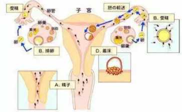 2025湖南試管嬰兒費用明細（附24家醫院收費標準）